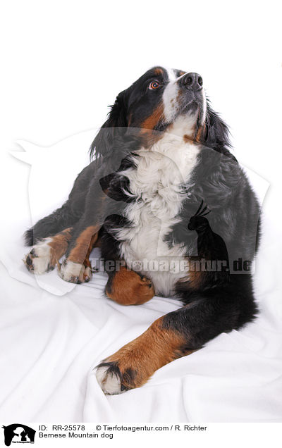 Berner Sennenhund / Bernese Mountain dog / RR-25578