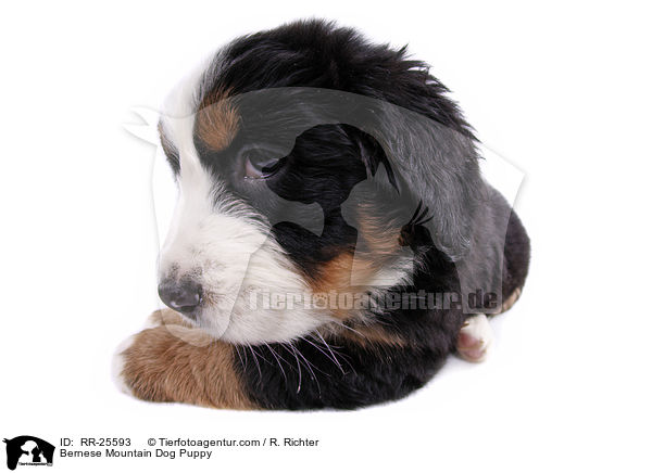 Berner Sennenhund Welpe / Bernese Mountain Dog Puppy / RR-25593