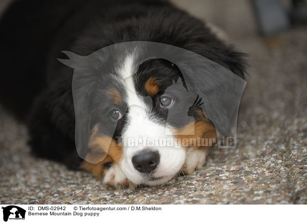 Berner Sennenhund Welpe / Bernese Mountain Dog puppy / DMS-02942