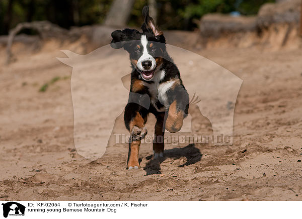 rennender junger Berner Sennenhund / running young Bernese Mountain Dog / KF-02054