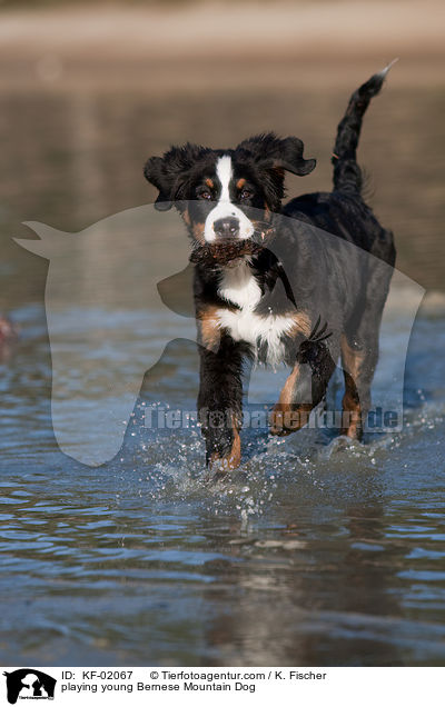 spielender junger Berner Sennenhund / playing young Bernese Mountain Dog / KF-02067