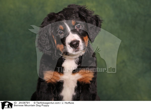 Berner Sennenhund Welpe / Bernese Mountain Dog Puppy / JH-08791