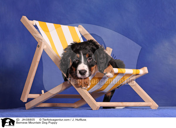 Berner Sennenhund Welpe / Bernese Mountain Dog Puppy / JH-08805