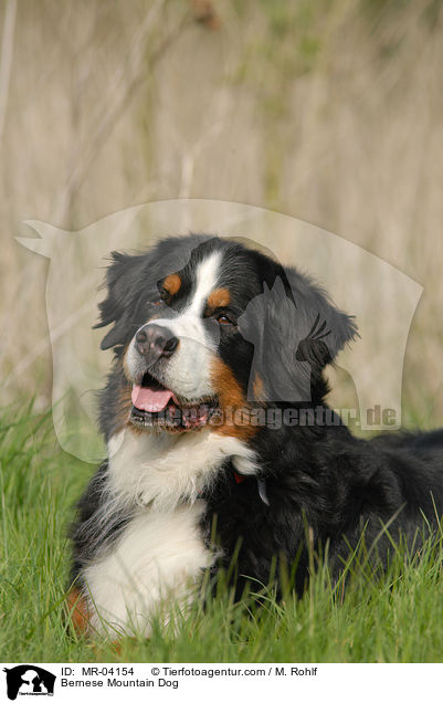 Bernese Mountain Dog / MR-04154