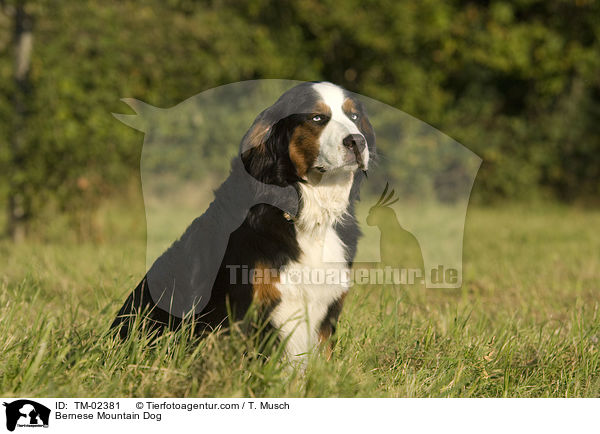 Berner Sennenhund / Bernese Mountain Dog / TM-02381