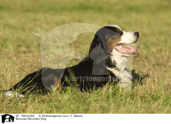 Berner Sennenhund / Bernese Mountain Dog / TM-02384