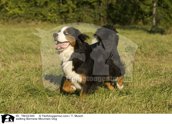 laufender Berner Sennenhund / walking Bernese Mountain Dog / TM-02385