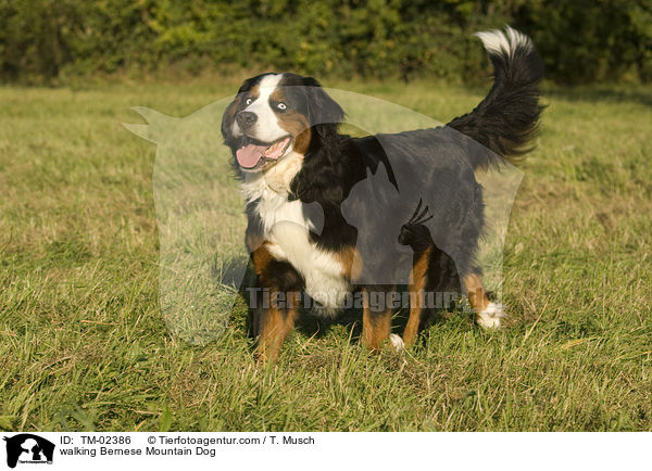 laufender Berner Sennenhund / walking Bernese Mountain Dog / TM-02386