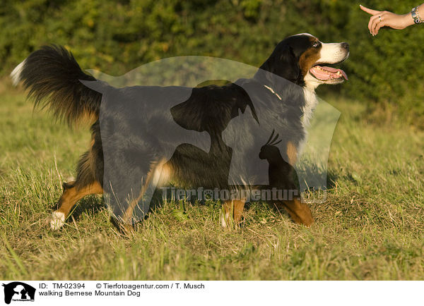 laufender Berner Sennenhund / walking Bernese Mountain Dog / TM-02394
