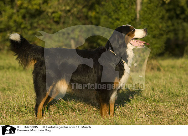 Bernese Mountain Dog / TM-02395