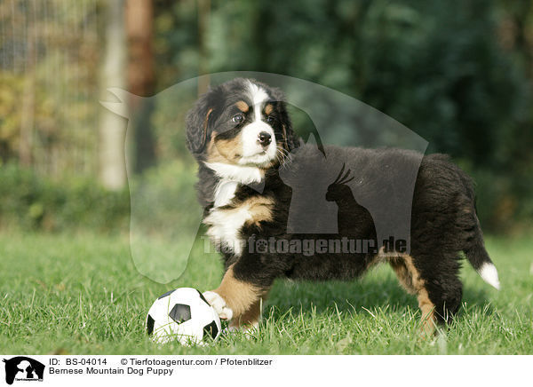 Berner Sennenhund Welpe / Bernese Mountain Dog Puppy / BS-04014