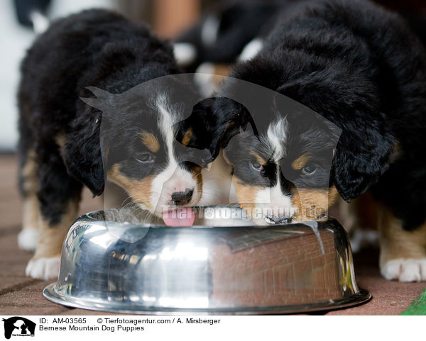 Berner Sennenhund Welpen / Bernese Mountain Dog Puppies / AM-03565