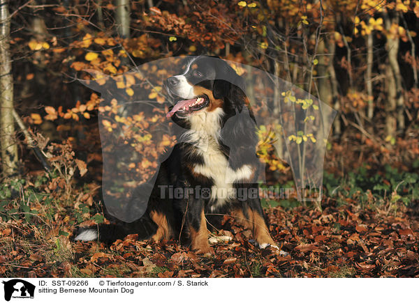 sitzender Berner Sennenhund / sitting Bernese Mountain Dog / SST-09266