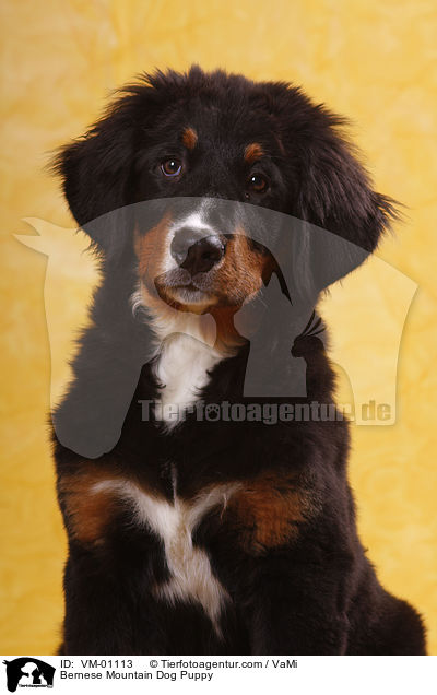 Berner Sennenhund Welpe / Bernese Mountain Dog Puppy / VM-01113