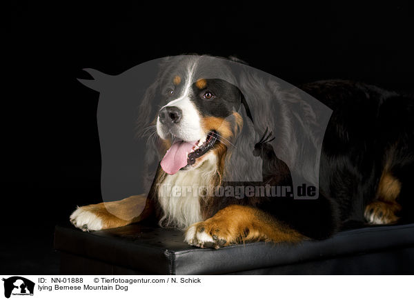 liegender Berner Sennenhund / lying Bernese Mountain Dog / NN-01888