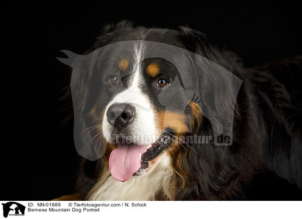 Berner Sennenhund Portrait / Bernese Mountain Dog Portrait / NN-01889
