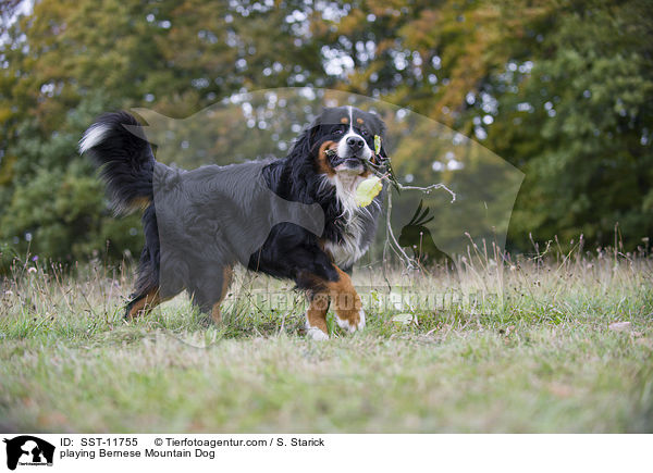 spielender Berner Sennenhund / playing Bernese Mountain Dog / SST-11755