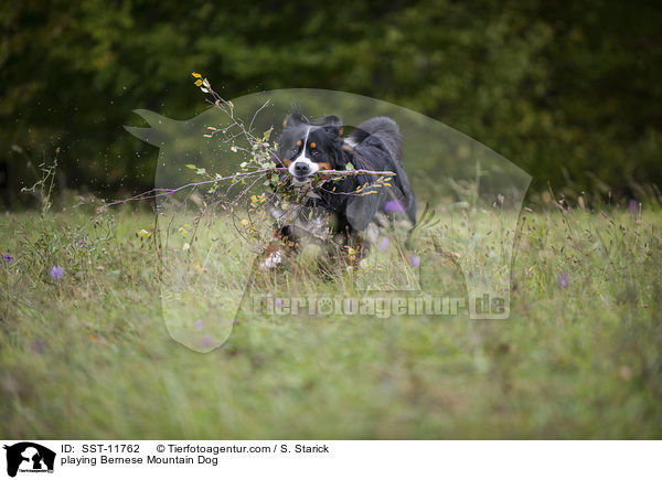 spielender Berner Sennenhund / playing Bernese Mountain Dog / SST-11762