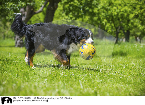 spielender Berner Sennenhund / playing Bernese Mountain Dog / SST-12075