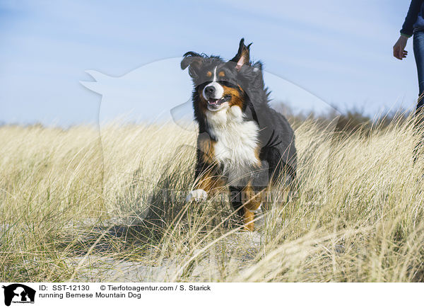 rennender Berner Sennenhund / running Bernese Mountain Dog / SST-12130