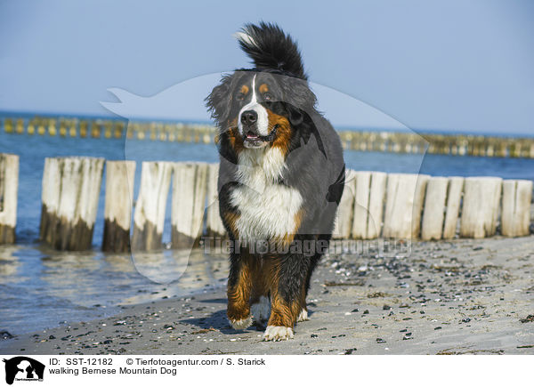 laufender Berner Sennenhund / walking Bernese Mountain Dog / SST-12182