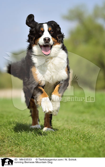 running Bernese Mountain Dog / NN-03533