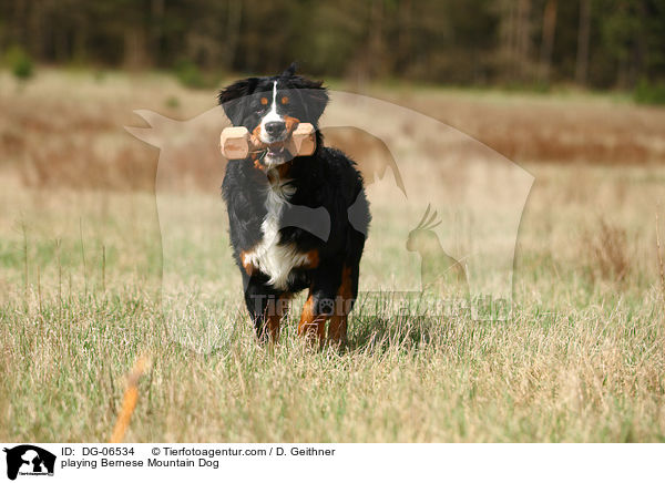 spielender Berner Sennenhund / playing Bernese Mountain Dog / DG-06534