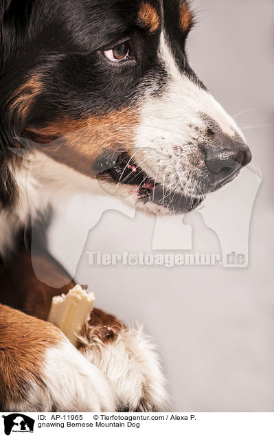 gnawing Bernese Mountain Dog / AP-11965