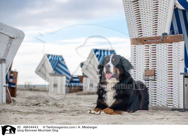 liegender Berner Sennenhund / lying Bernese Mountain Dog / AM-04443