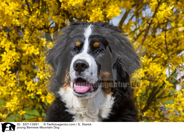 junger Berner Sennenhund / young Bernese Mountain Dog / SST-13991