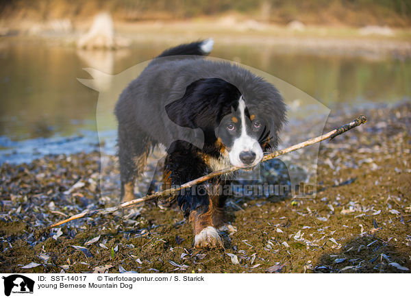 junger Berner Sennenhund / young Bernese Mountain Dog / SST-14017