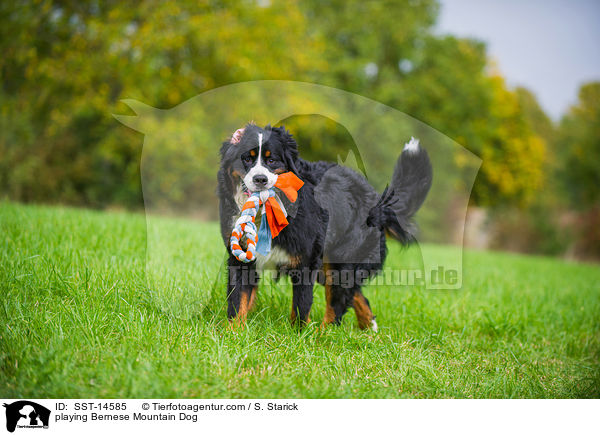 spielender Berner Sennenhund / playing Bernese Mountain Dog / SST-14585