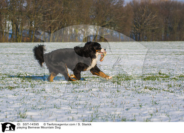 spielender Berner Sennenhund / playing Bernese Mountain Dog / SST-14595