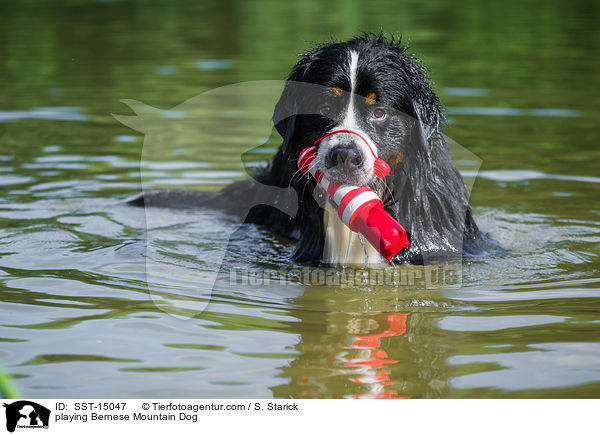 spielender Berner Sennenhund / playing Bernese Mountain Dog / SST-15047