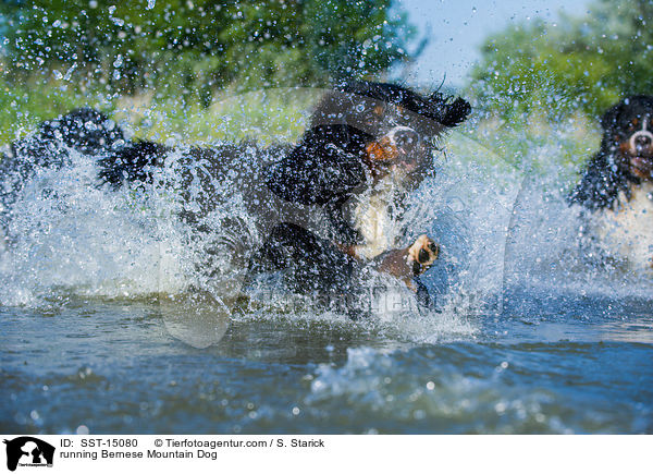 running Bernese Mountain Dog / SST-15080