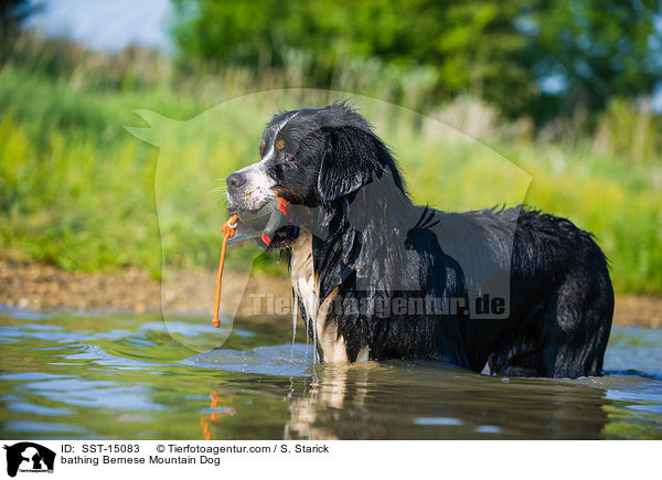 badender Berner Sennenhund / bathing Bernese Mountain Dog / SST-15083