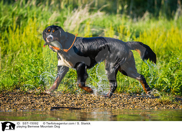 spielender Berner Sennenhund / playing Bernese Mountain Dog / SST-15092