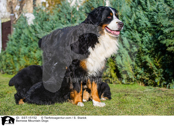 Berner Sennenhunde / Bernese Mountain Dogs / SST-15152