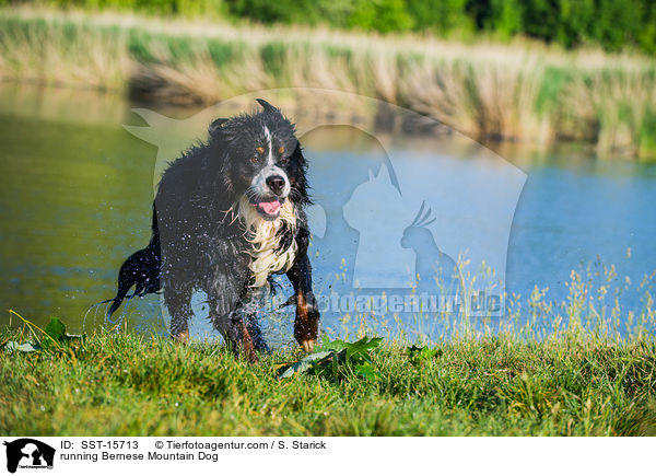 rennender Berner Sennenhund / running Bernese Mountain Dog / SST-15713