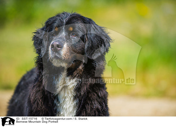 Berner Sennenhund Portrait / Bernese Mountain Dog Portrait / SST-15716