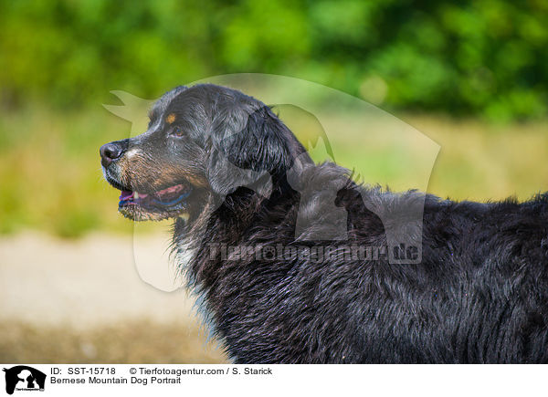 Berner Sennenhund Portrait / Bernese Mountain Dog Portrait / SST-15718