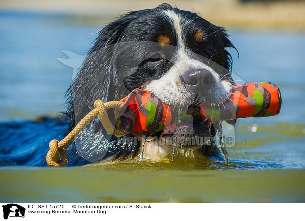 schwimmender Berner Sennenhund / swimming Bernese Mountain Dog / SST-15720