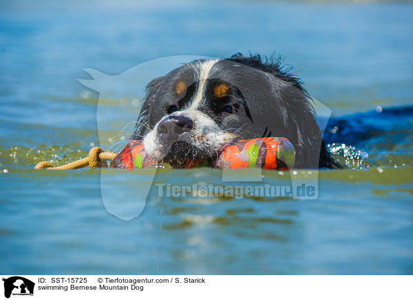 schwimmender Berner Sennenhund / swimming Bernese Mountain Dog / SST-15725