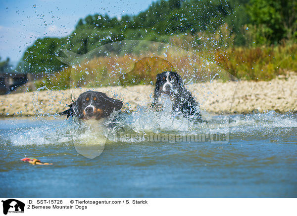 2 Berner Sennenhunde / 2 Bernese Mountain Dogs / SST-15728