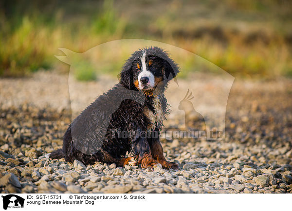 junger Berner Sennenhund / young Bernese Mountain Dog / SST-15731