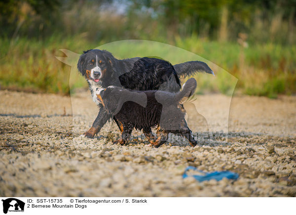 2 Berner Sennenhunde / 2 Bernese Mountain Dogs / SST-15735