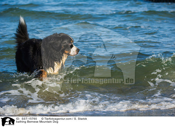 badender Berner Sennenhund / bathing Bernese Mountain Dog / SST-15760