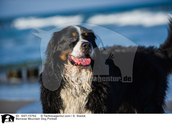 Berner Sennenhund Portrait / Bernese Mountain Dog Portrait / SST-15762