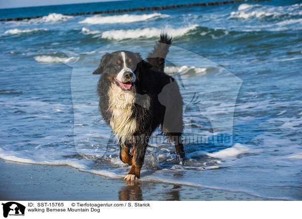 laufender Berner Sennenhund / walking Bernese Mountain Dog / SST-15765