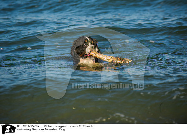 schwimmender Berner Sennenhund / swimming Bernese Mountain Dog / SST-15767